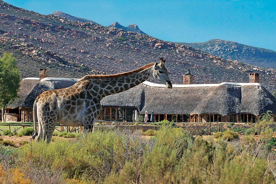 Luxury Safari close to Cape Town in the Western Cape