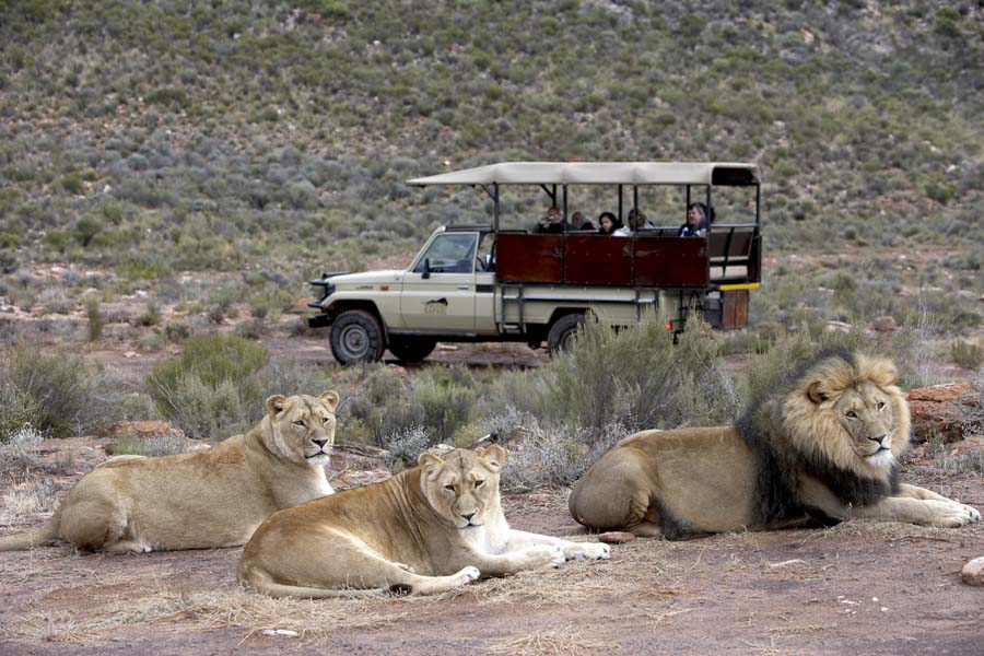 Big 5 Safari in the Western Cape