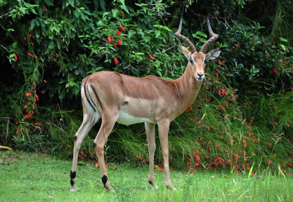 Kruger Park Lodge Unit No. 611