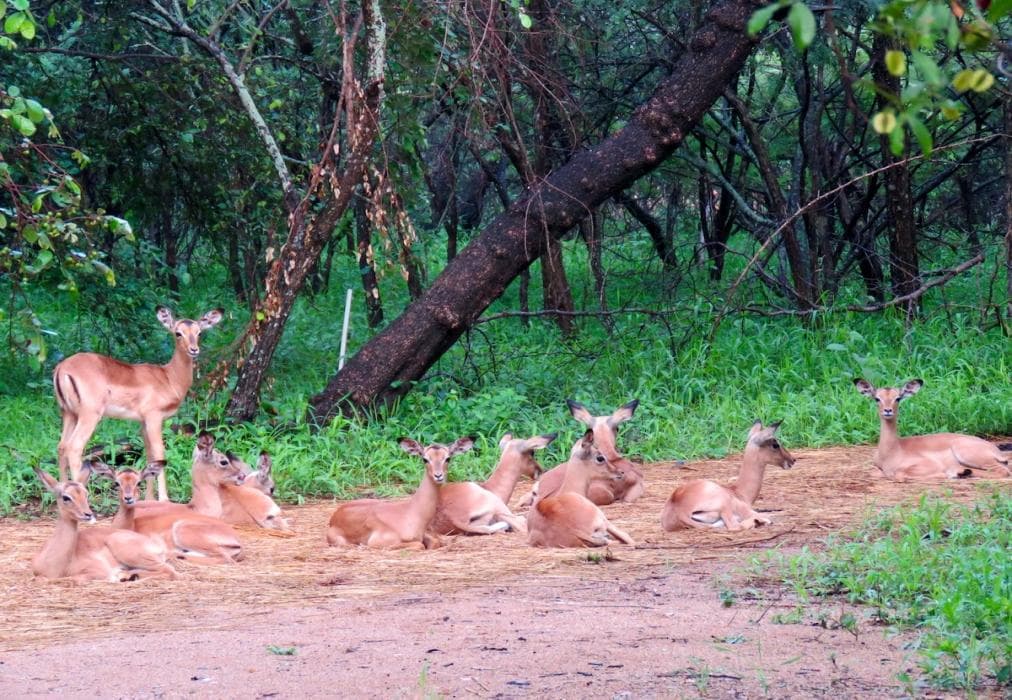 Kruger KayaLakho