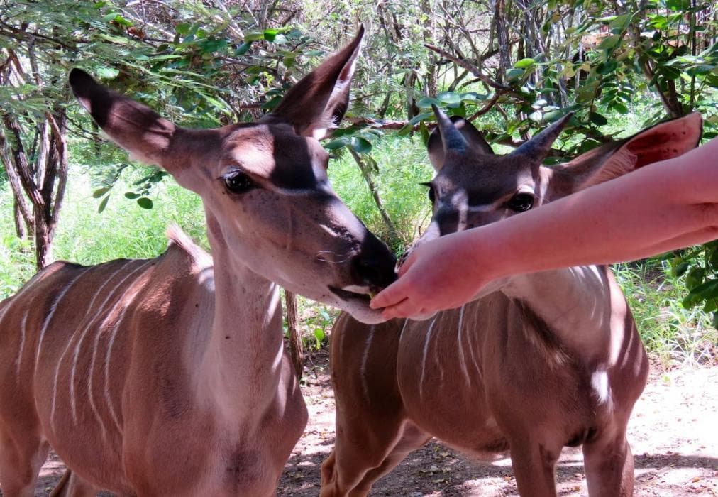 Kruger KayaLakho