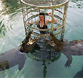 crocodile-cage-diving01