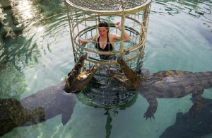 croc-cage-dive-experience