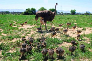 female-ostrich-with-little