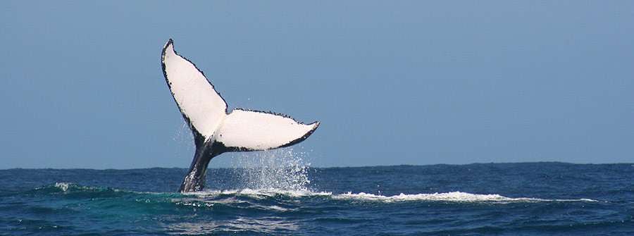 Whale-Watching-Day-Tour