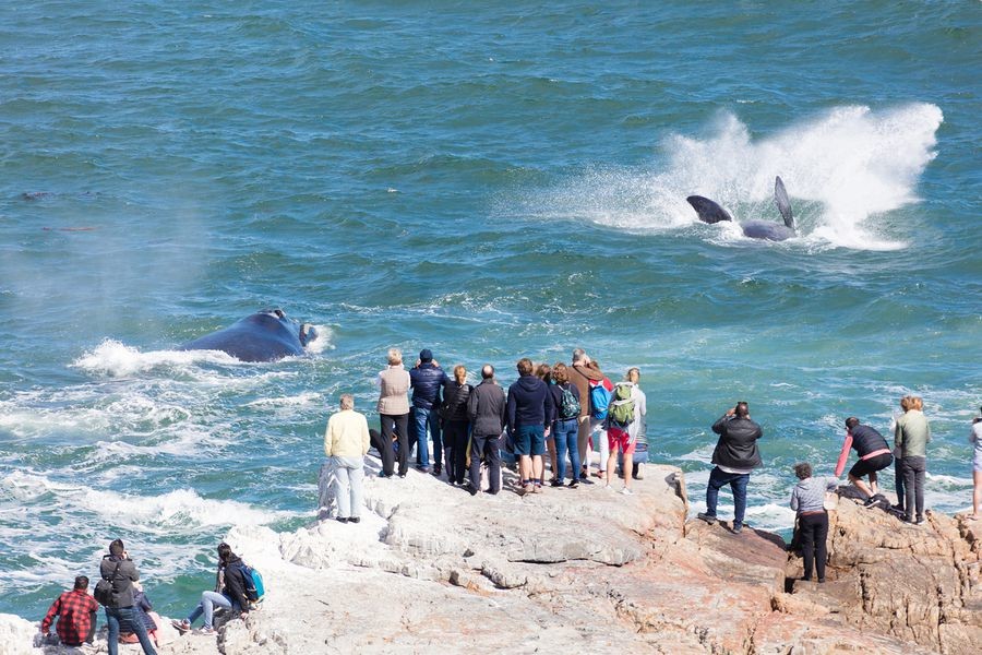 whale watching hermanus