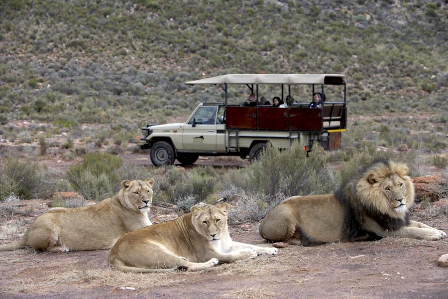 safari tour big five